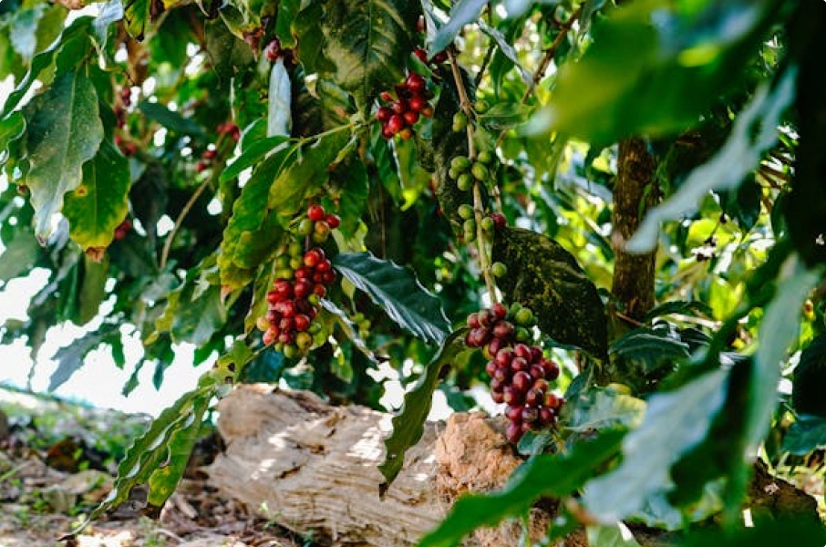 Coffee plant representing Poesía Mestiza events and tastings